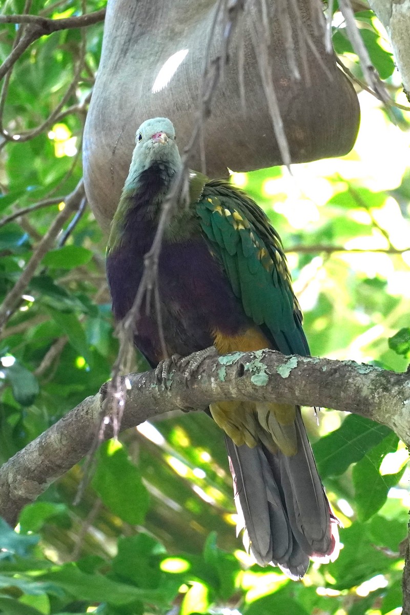 bispefruktdue - ML645196768