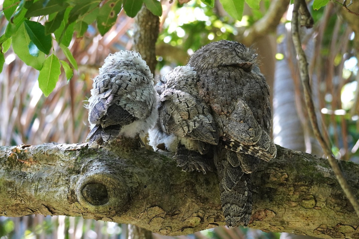 uglefroskemunn - ML645196771