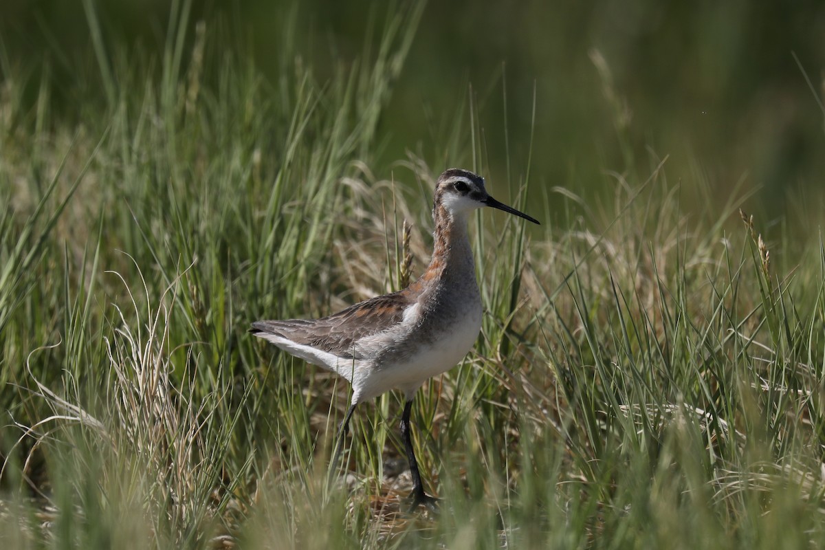 langnebbsvømmesnipe - ML645196773