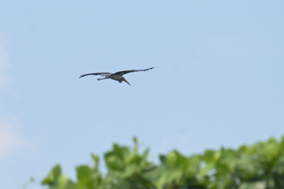 småadjutant - ML645196774