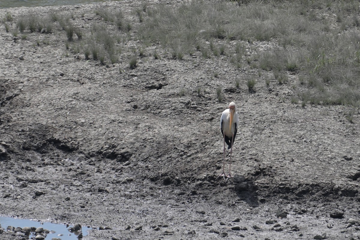 malaystork - ML645196775