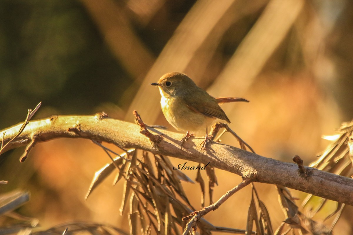 lazulifluesnapper - ML645196777