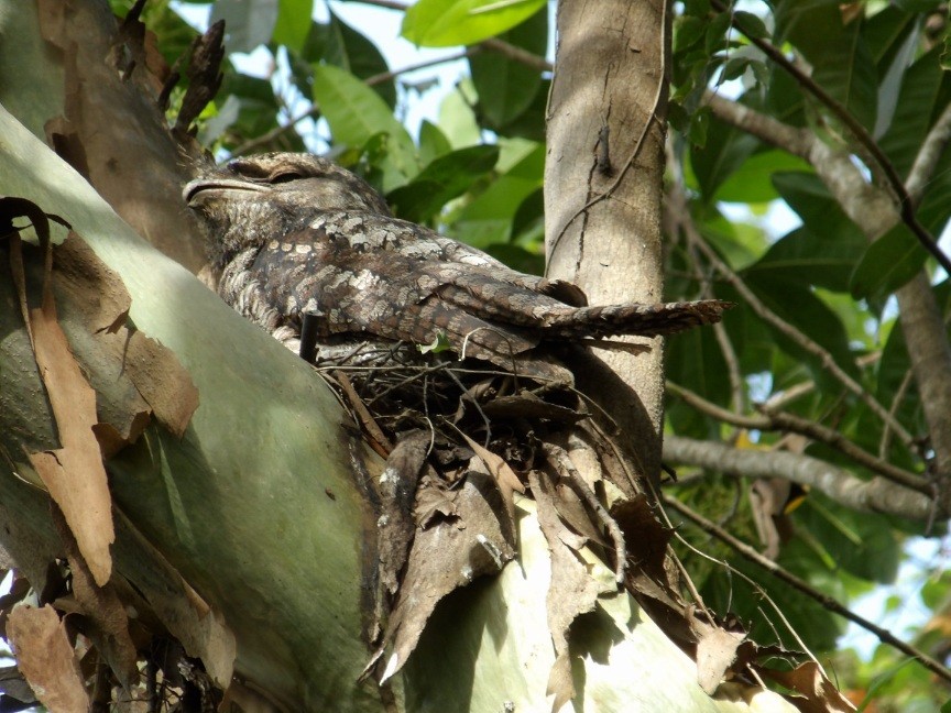 kjempefroskemunn - ML645196778