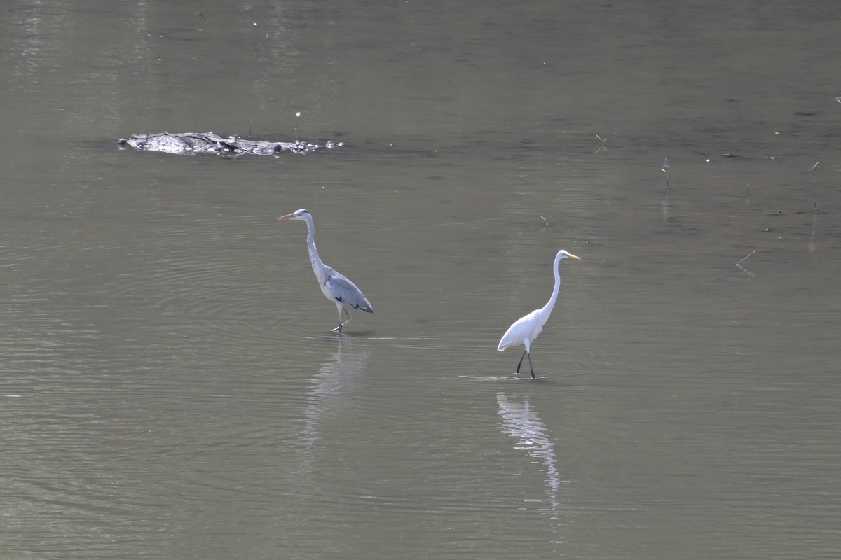 gråhegre - ML645196779