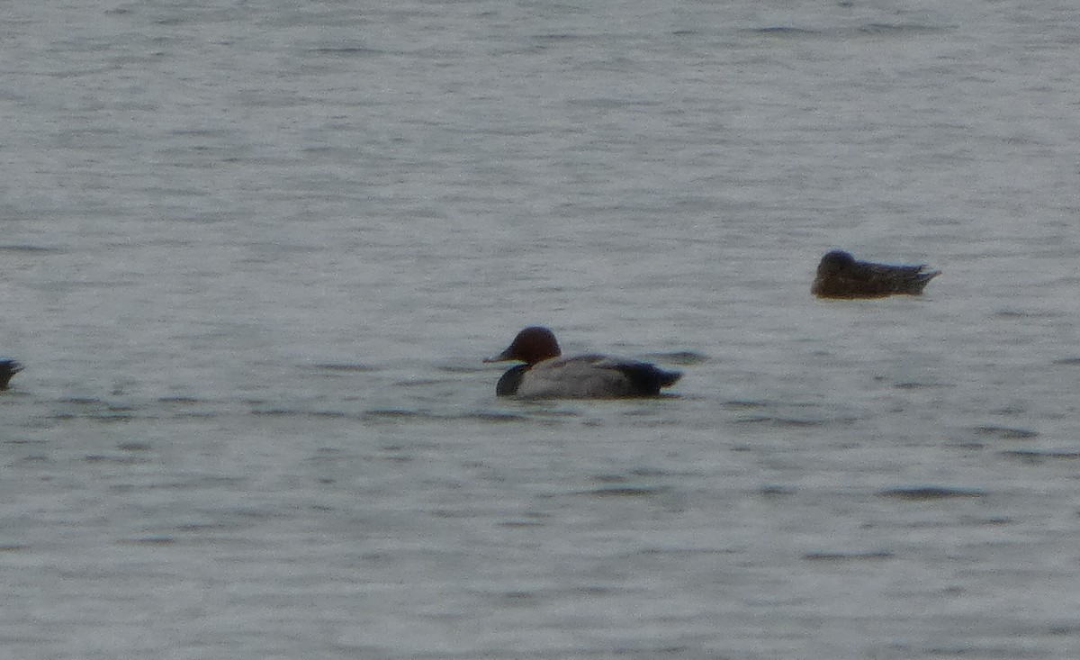 taffeland - ML645196797