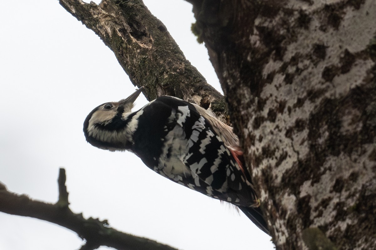 White-backed Woodpecker - ML645196798