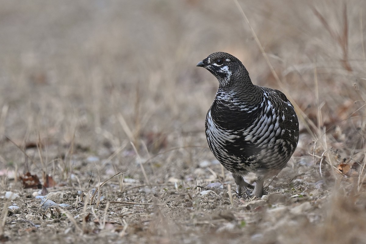 Spruce Grouse - ML645196809