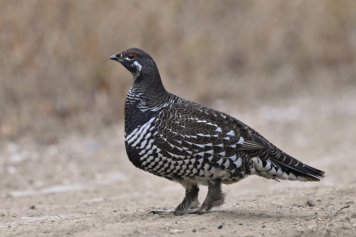 Spruce Grouse - ML645196810