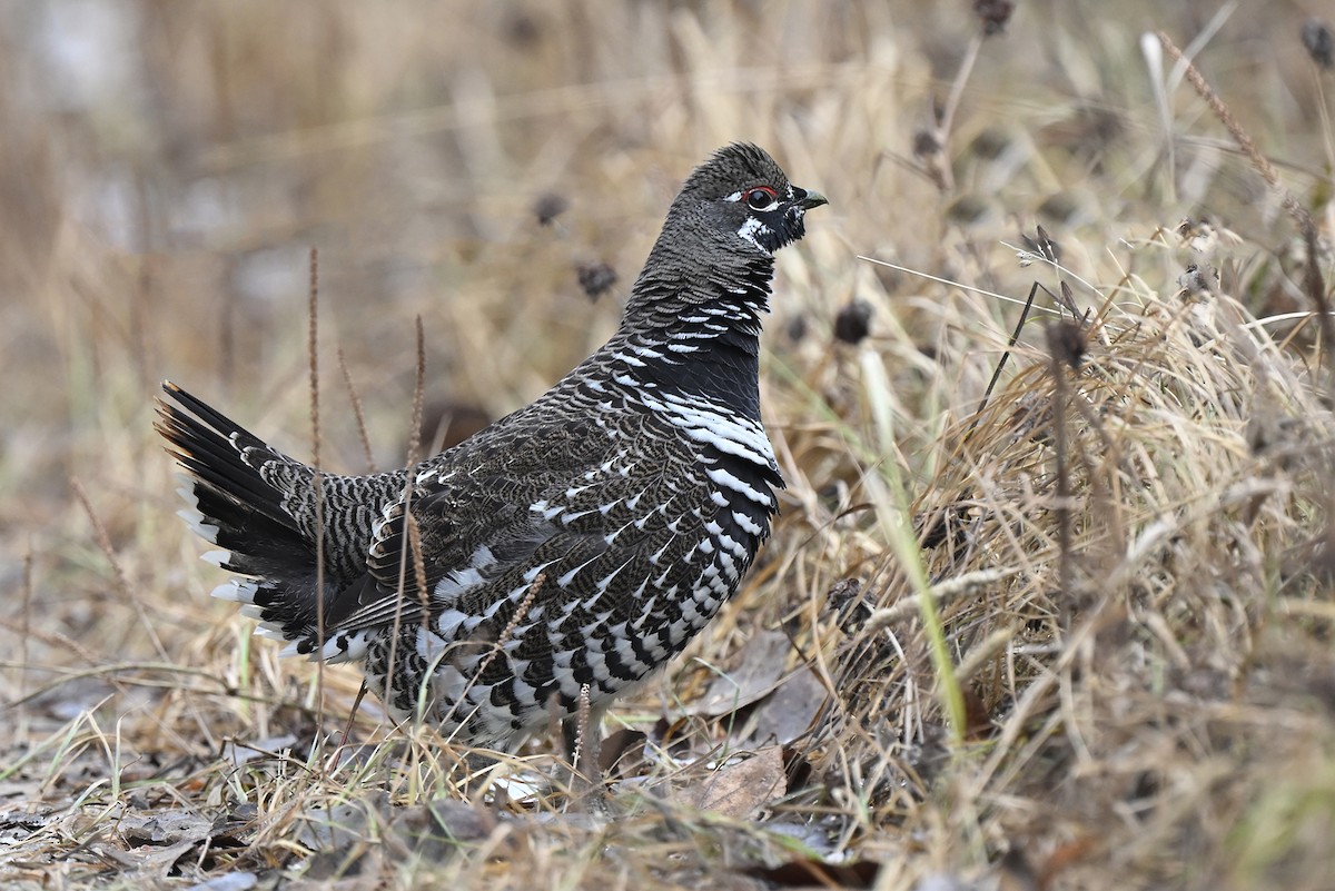 Spruce Grouse - ML645196811