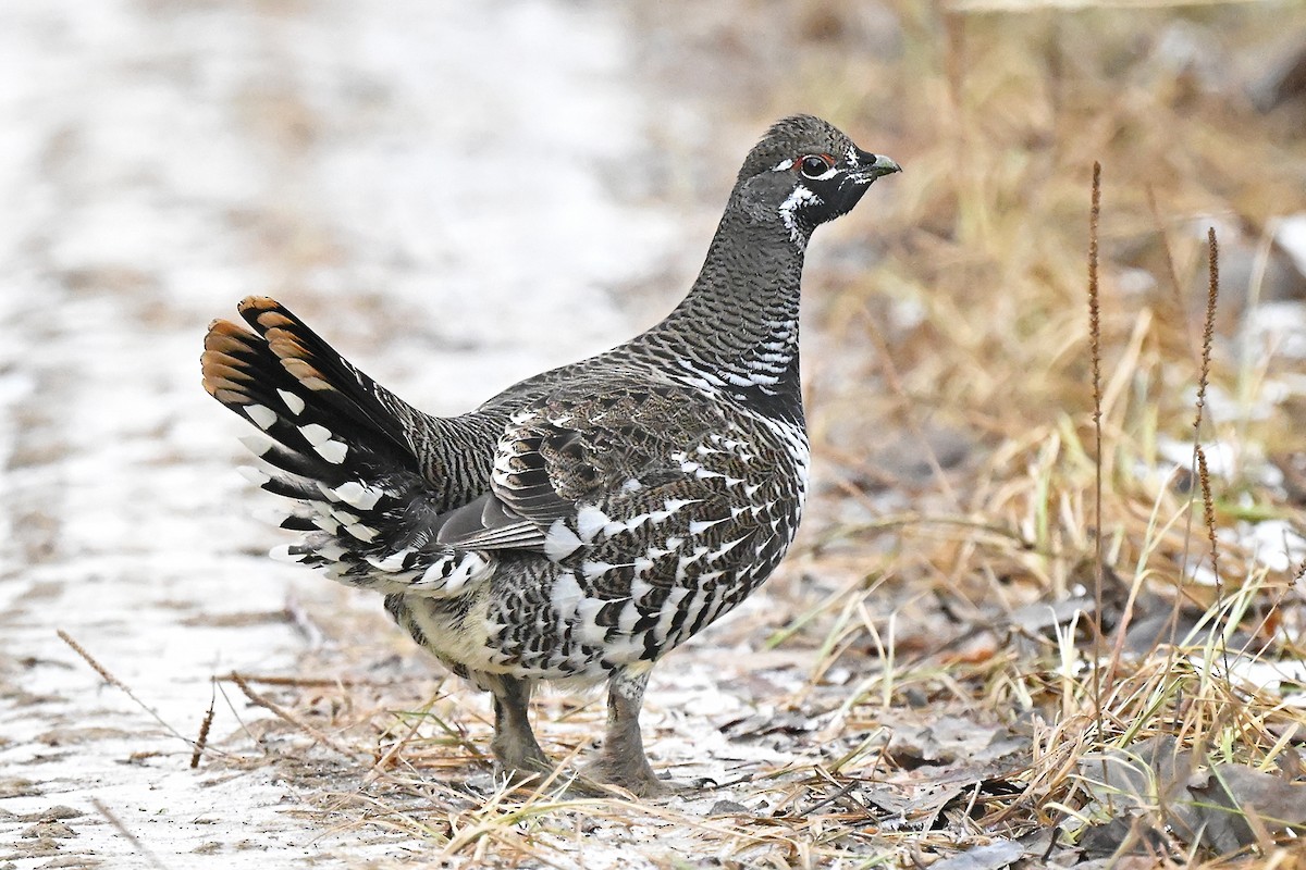 Spruce Grouse - ML645196812