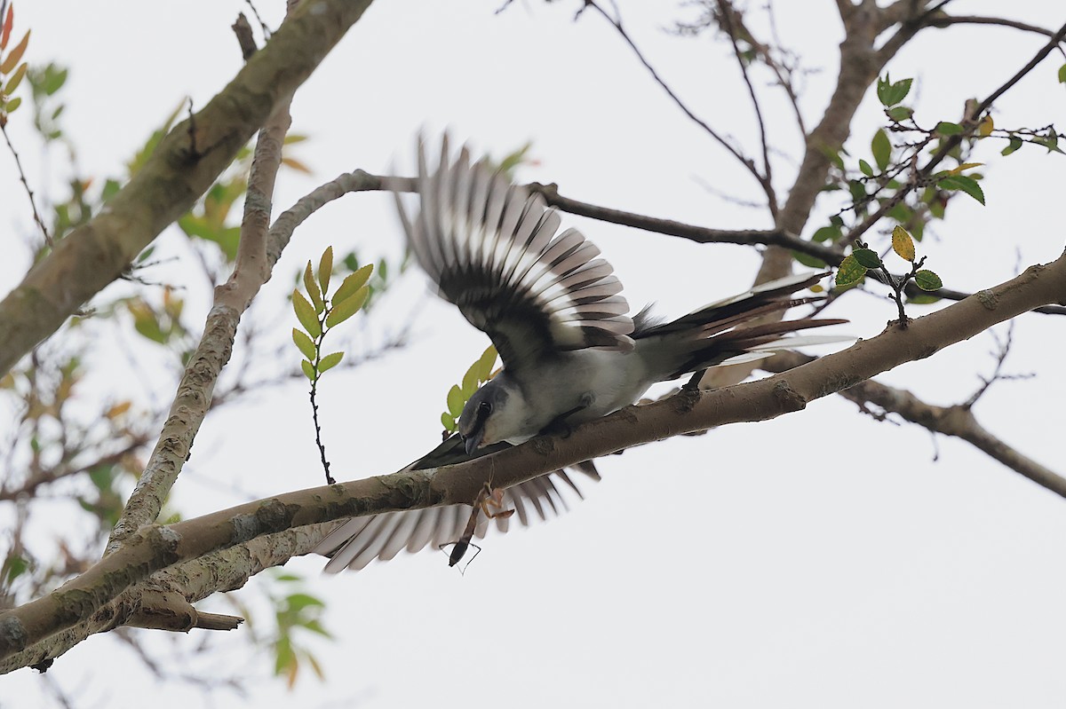 Ashy Minivet - ML645196814