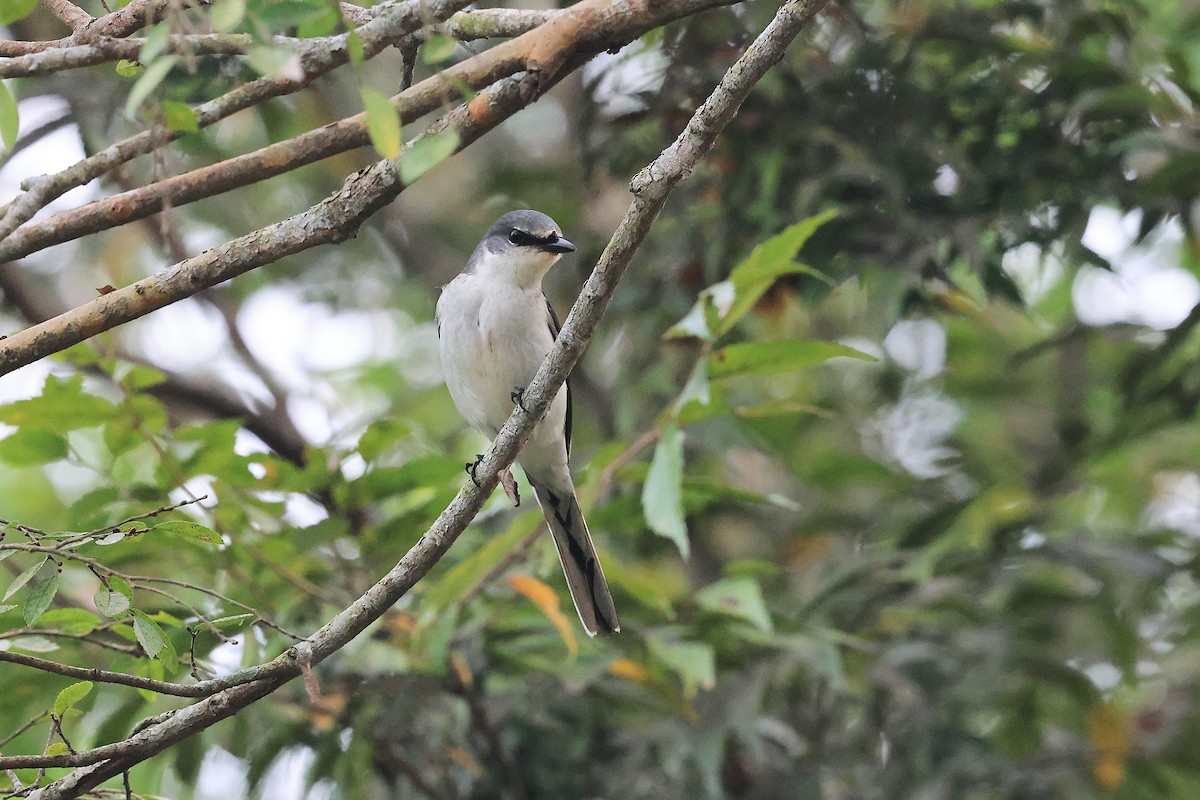 Ashy Minivet - ML645196815