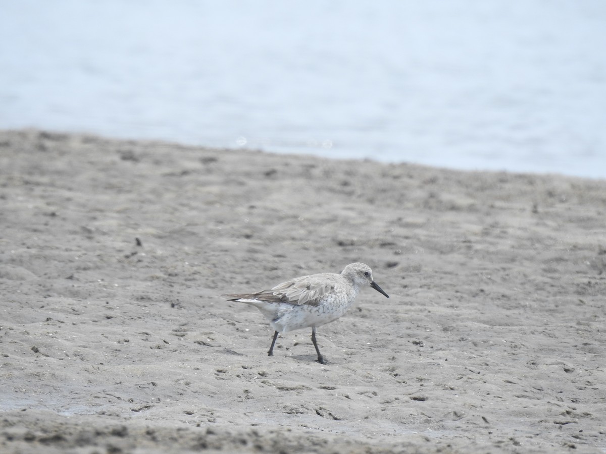 Red Knot - ML645196817
