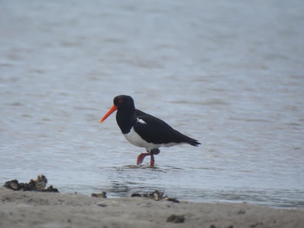 Pied Oystercatcher - ML645196823