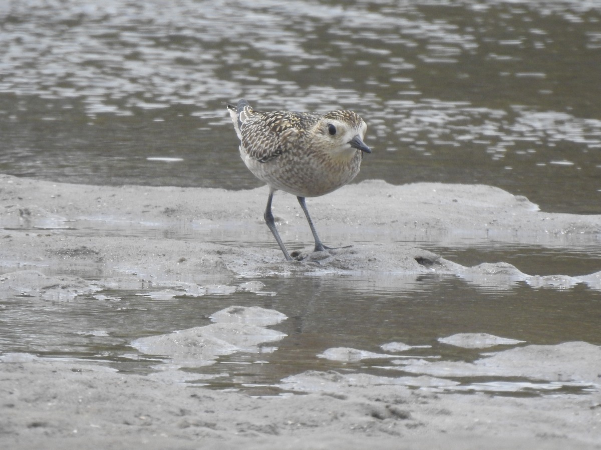 Pacific Golden-Plover - ML645196834