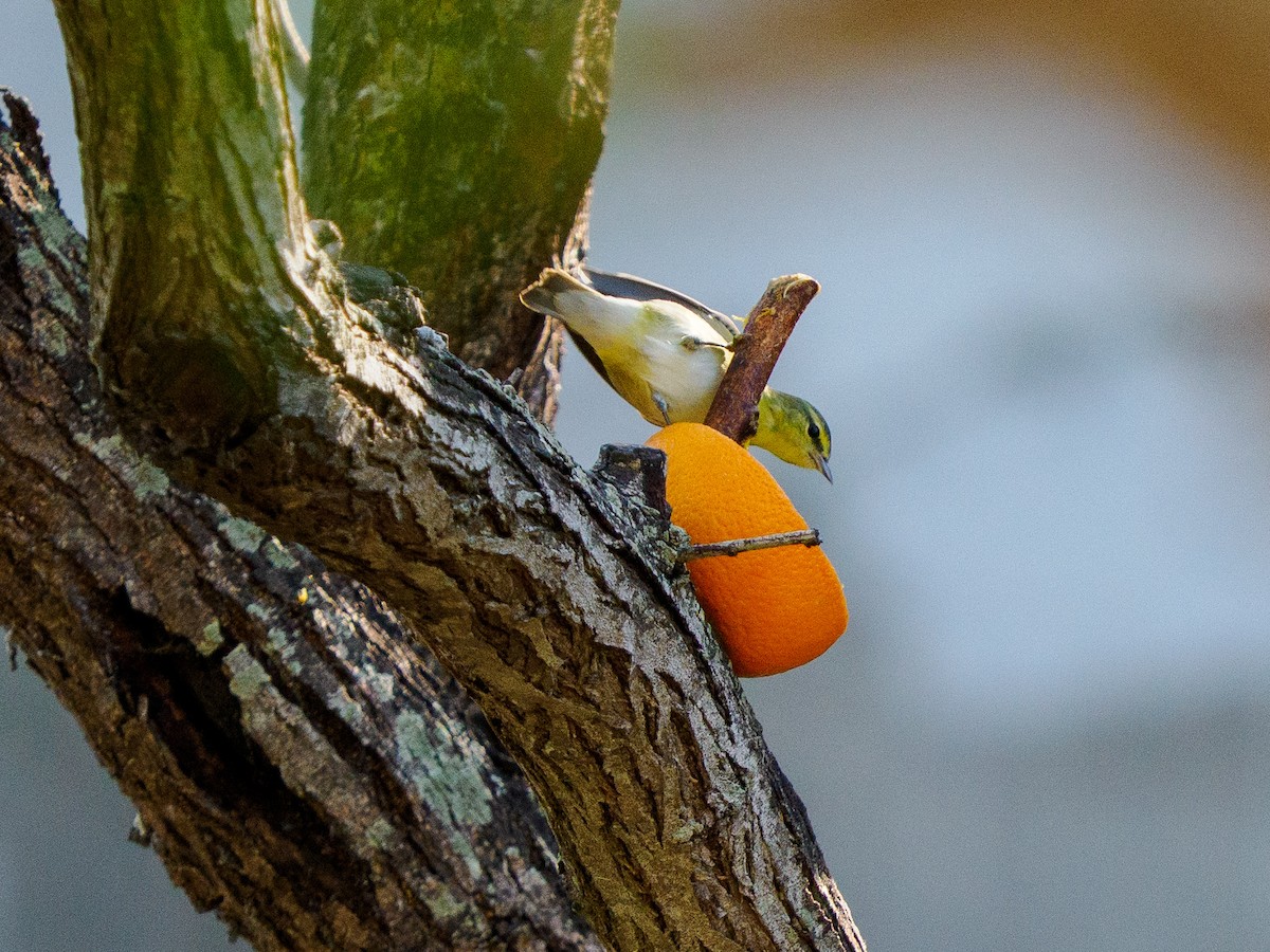 Червоїд світлобровий - ML645196837
