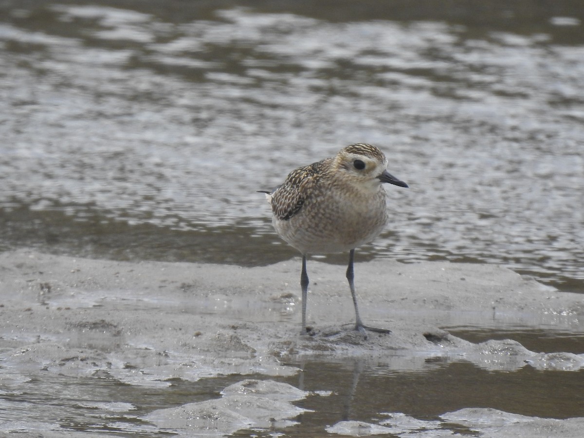 Pacific Golden-Plover - ML645196838