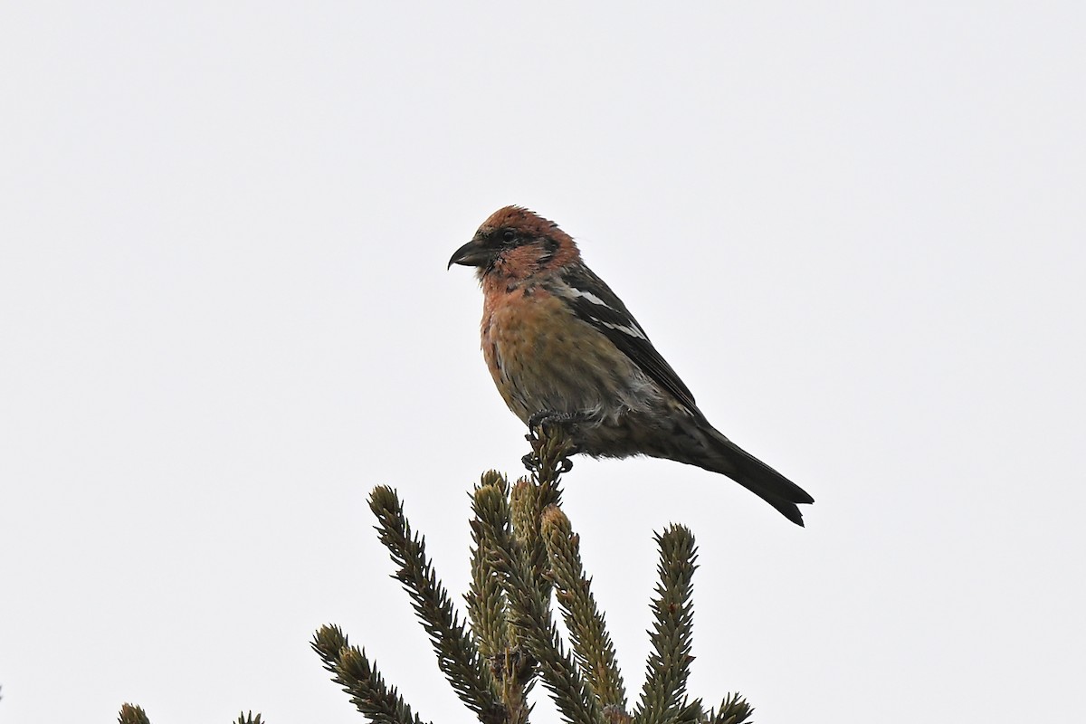 båndkorsnebb - ML645196848