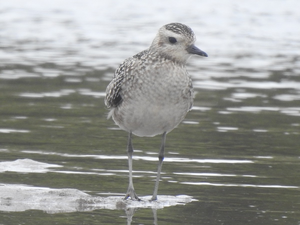 Pacific Golden-Plover - ML645196849