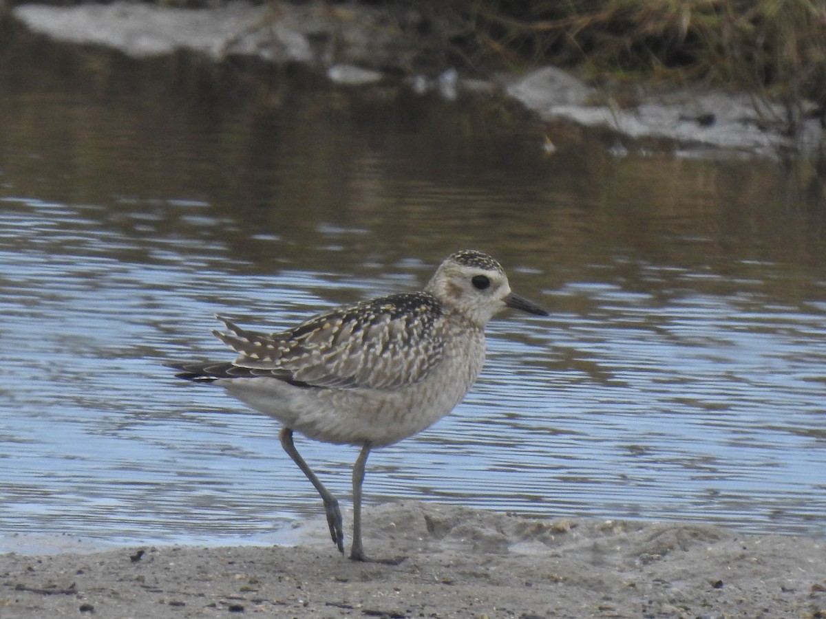 Pacific Golden-Plover - ML645196855