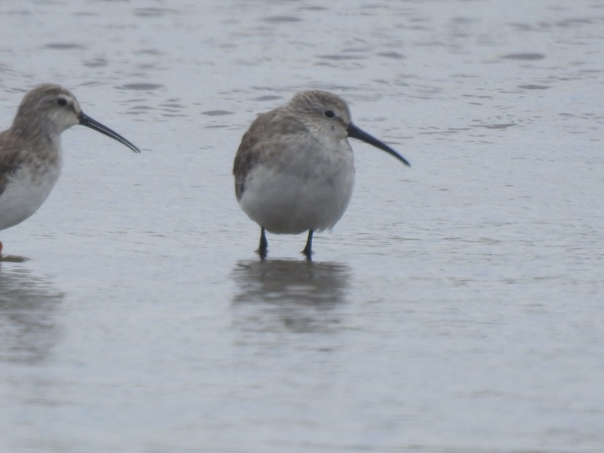 Curlew Sandpiper - ML645196857