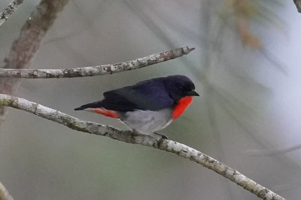 Mistletoebird - ML645196859