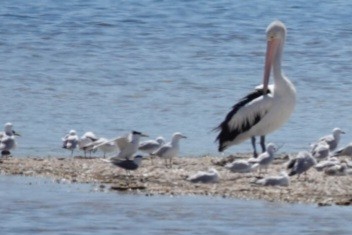 Australian Fairy Tern - ML645196871