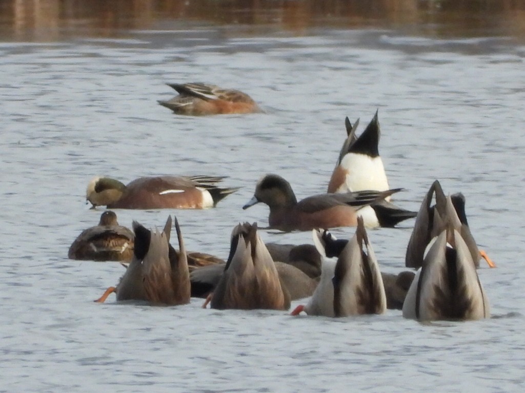 Свищ американський - ML645196872