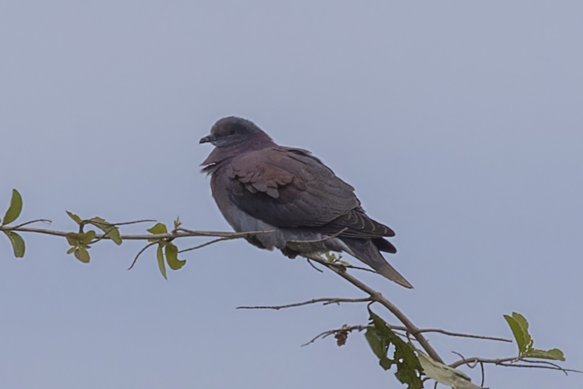 Pale-vented Pigeon - ML645196884