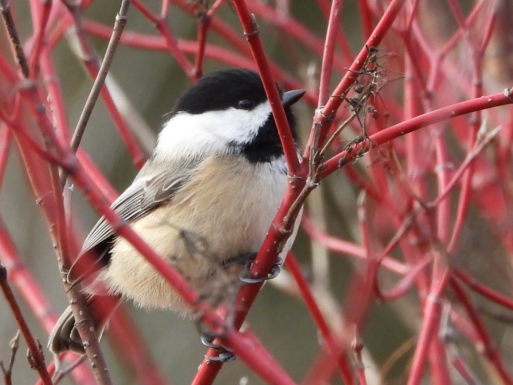 Гаїчка світлокрила - ML645196896