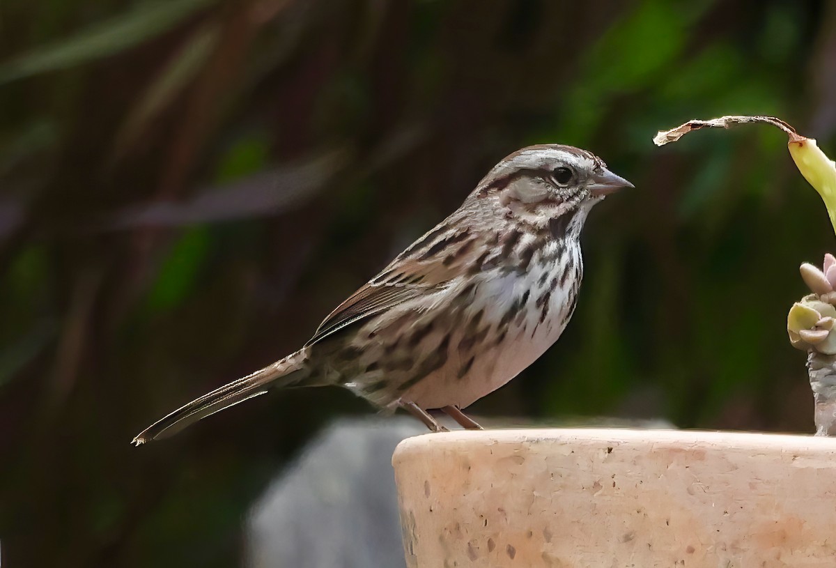 Song Sparrow - ML645196898