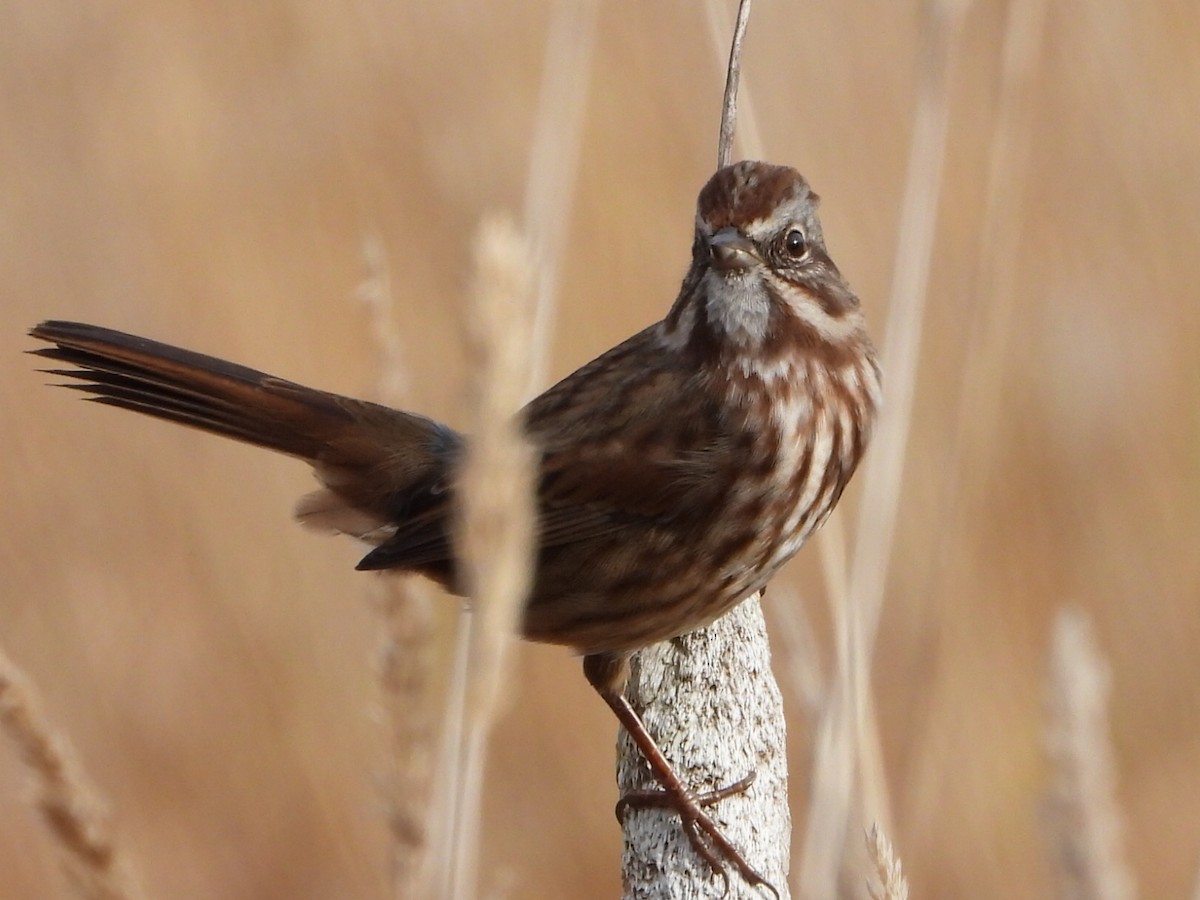 Song Sparrow - ML645196901