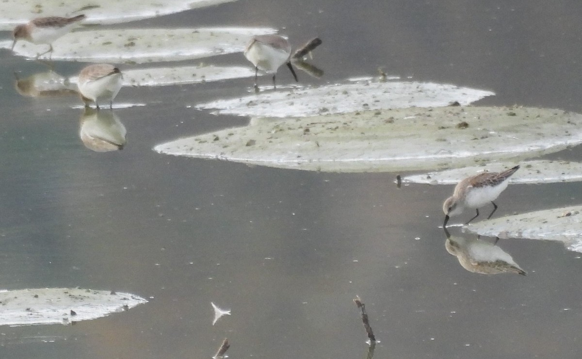 Bergstrandläufer - ML645196907