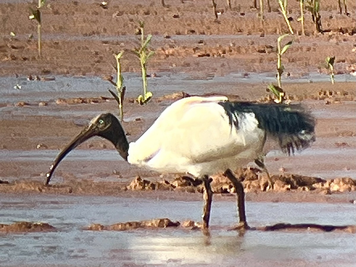 Malagasy Sacred Ibis - ML645196908