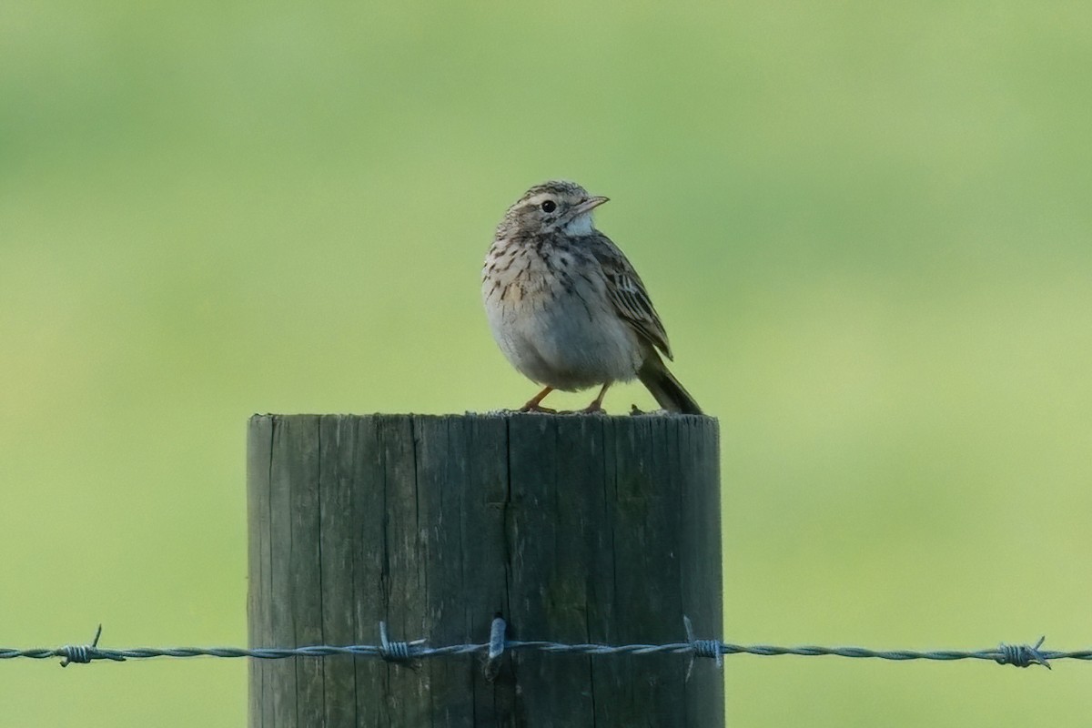 Australian Pipit - ML645196912