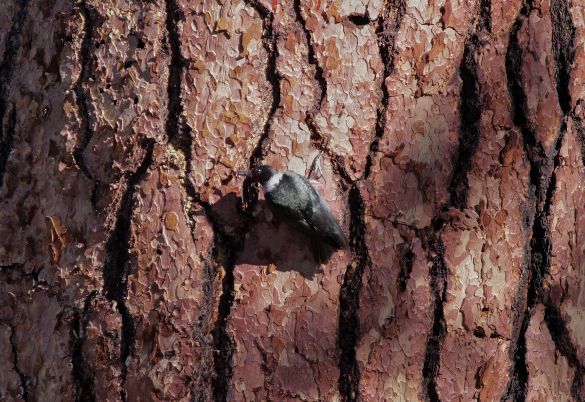 Blutgesichtspecht - ML645196918