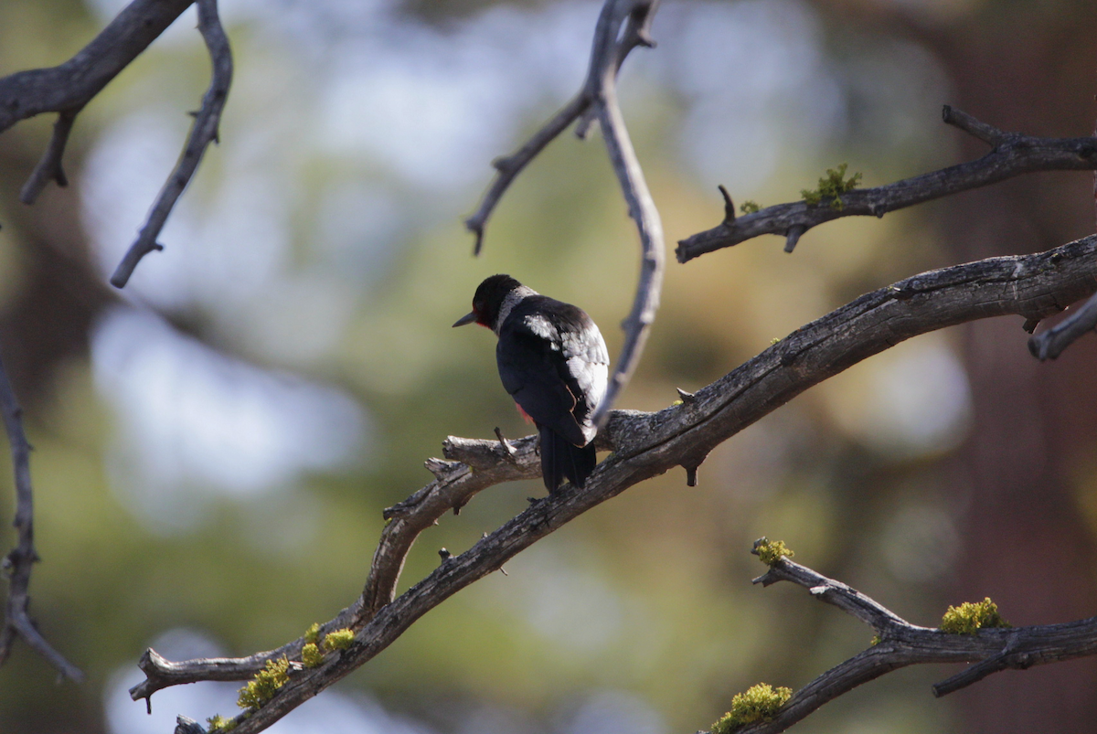 Blutgesichtspecht - ML645196921