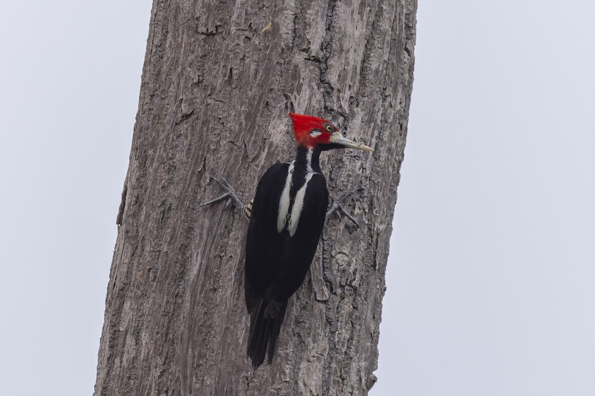 Crimson-crested Woodpecker - ML645196932