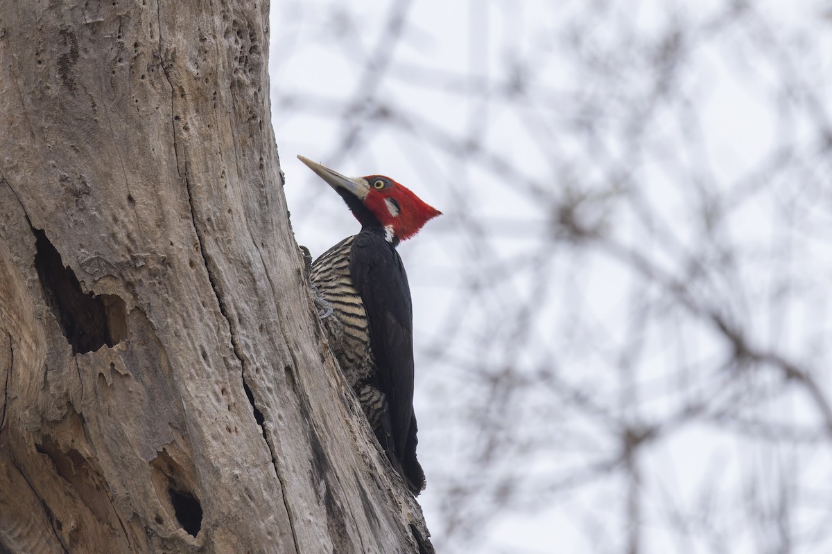 Crimson-crested Woodpecker - ML645196933