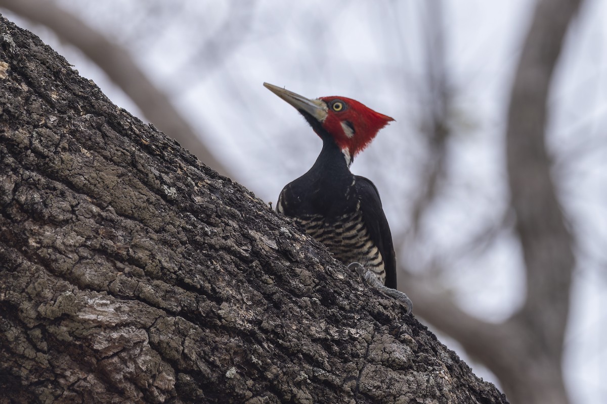 Crimson-crested Woodpecker - ML645196934