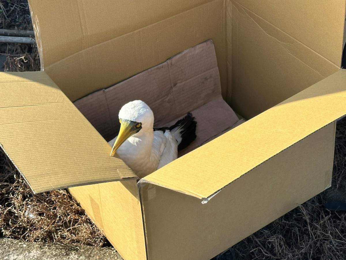 Masked Booby - ML645196948
