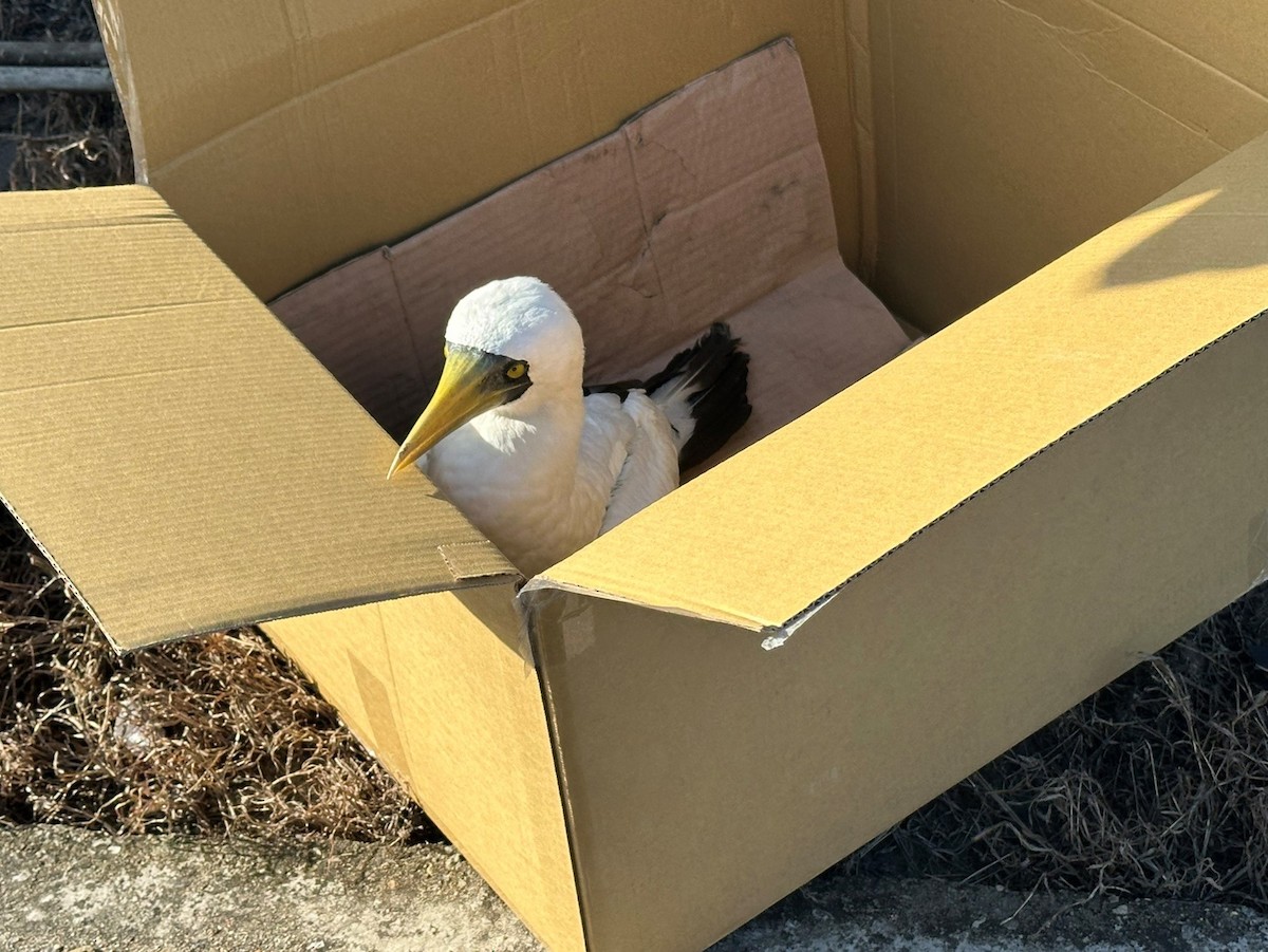 Masked Booby - ML645196952