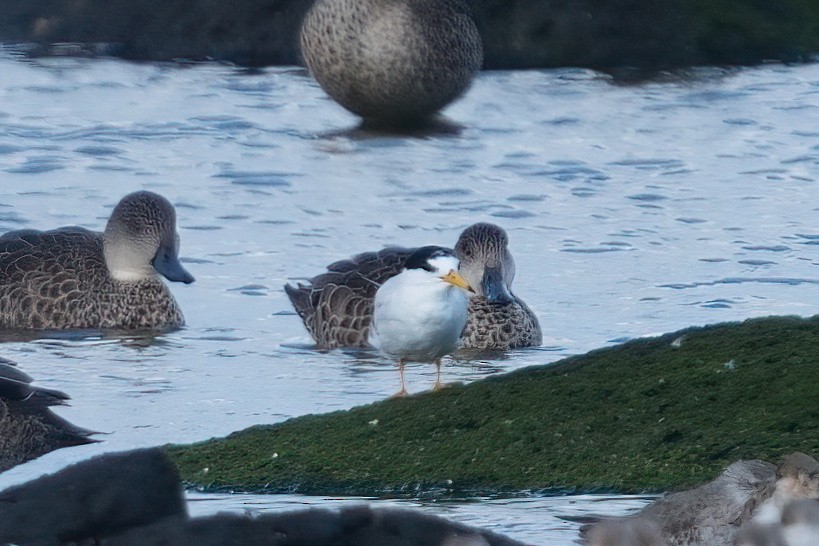 Australian Fairy Tern - ML645196959