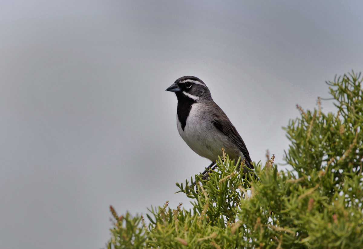 ノドグロヒメドリ - ML645196964