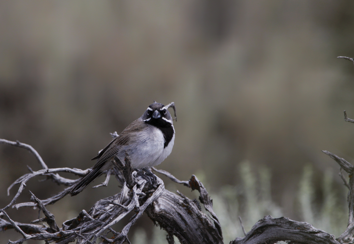 ノドグロヒメドリ - ML645196965