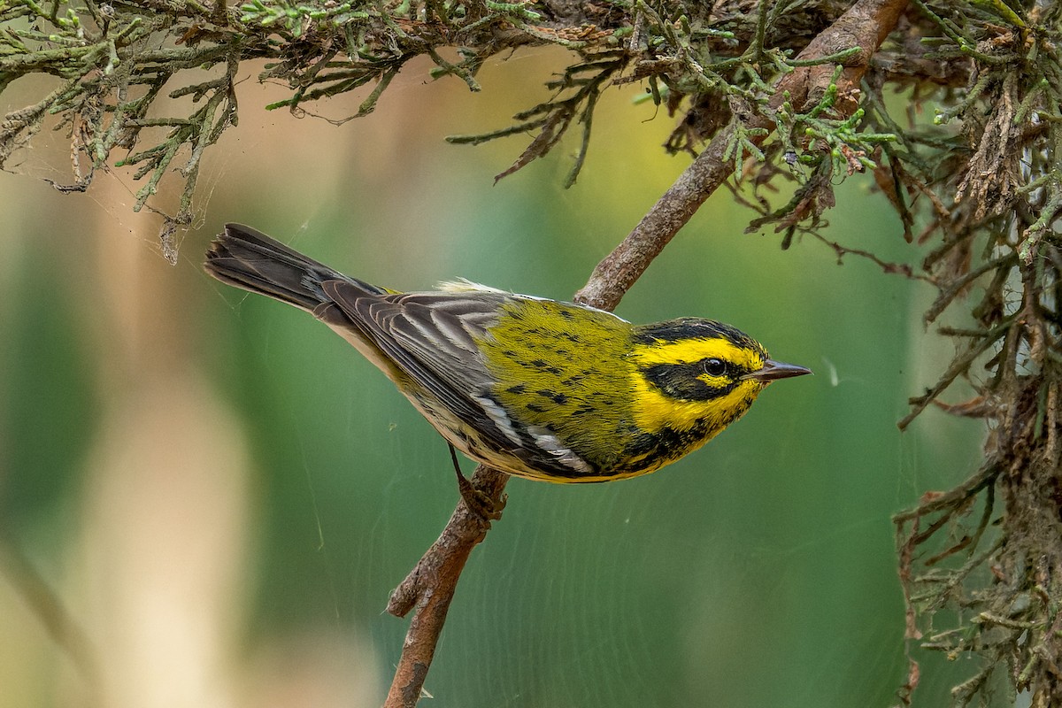 Townsend's Warbler - ML645196968