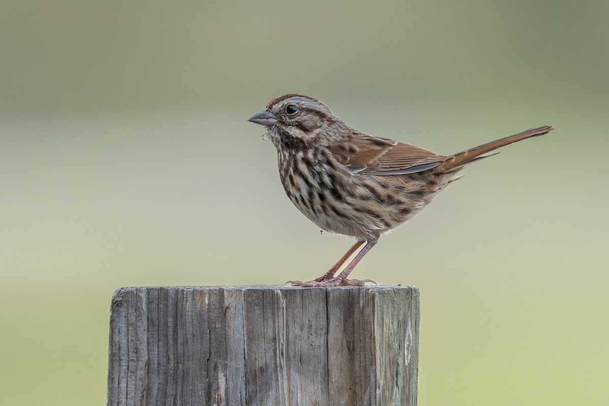 Song Sparrow - ML645196993