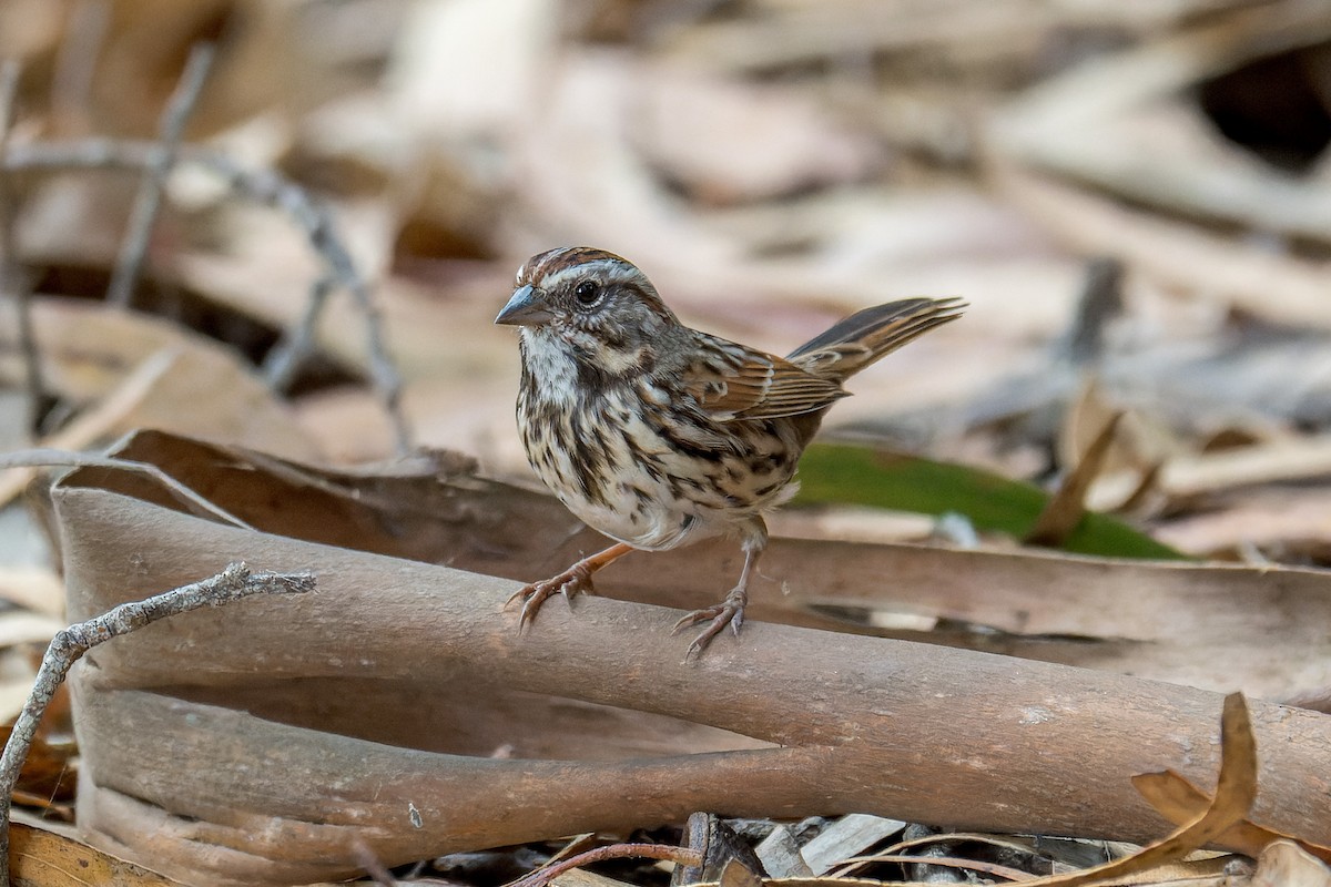 Song Sparrow - ML645196994