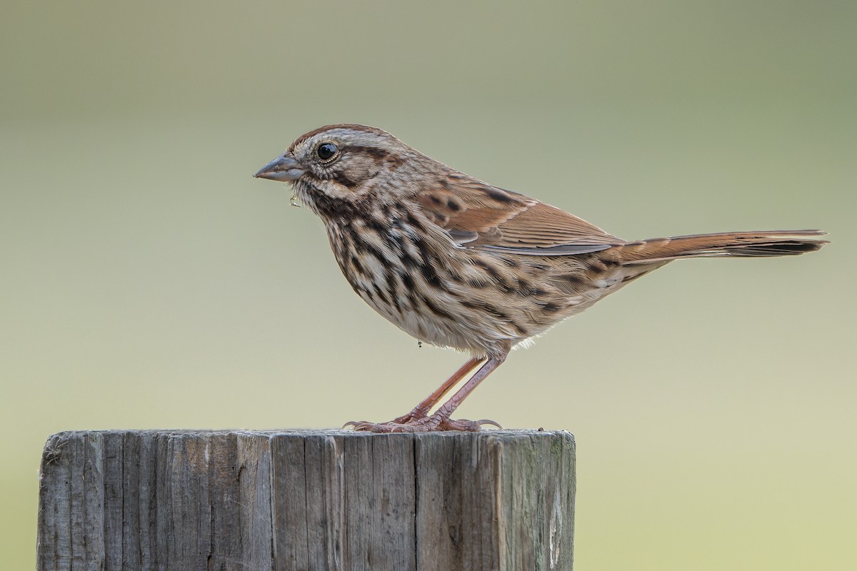 Song Sparrow - ML645196995