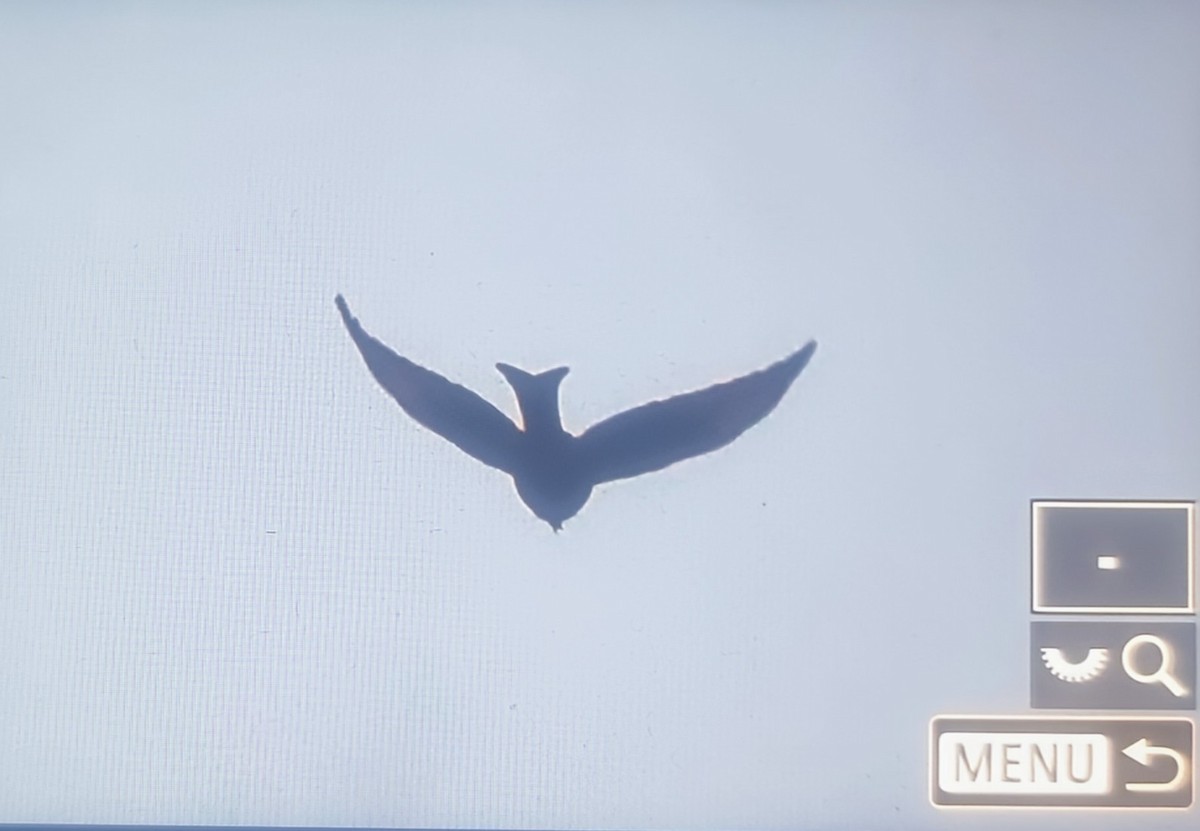 Fork-tailed Drongo (Glossy-backed) - ML645196997